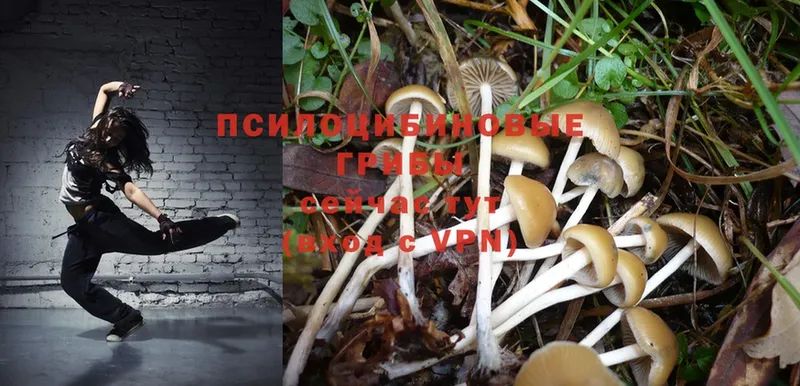 Псилоцибиновые грибы Magic Shrooms  блэк спрут как войти  Касимов 